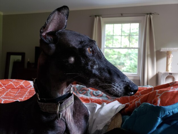 Foto close-up de um cão olhando para outro lado