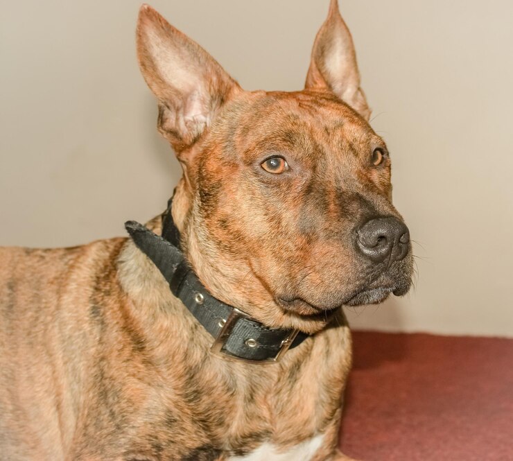 Foto close-up de um cão olhando para outro lado