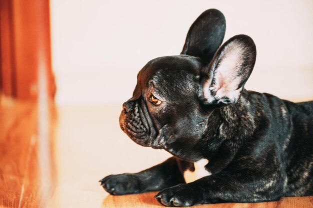 Foto close-up de um cão olhando para outro lado