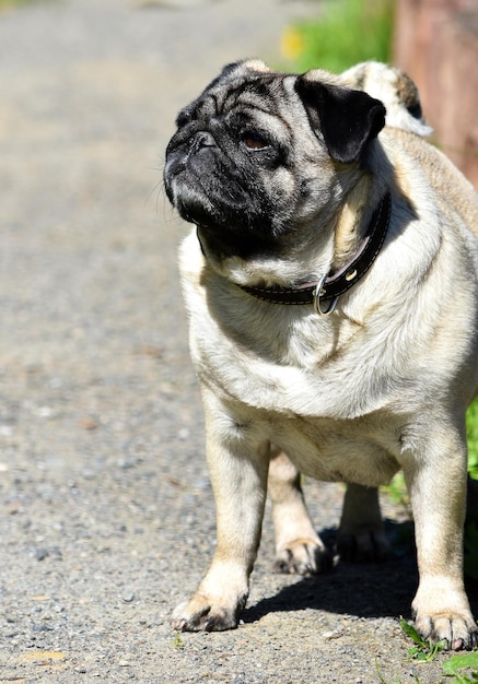 Foto close-up de um cão olhando para outro lado