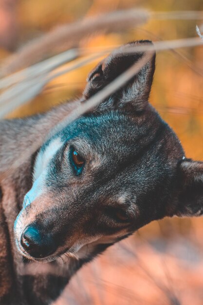 Foto close-up de um cão olhando para outro lado