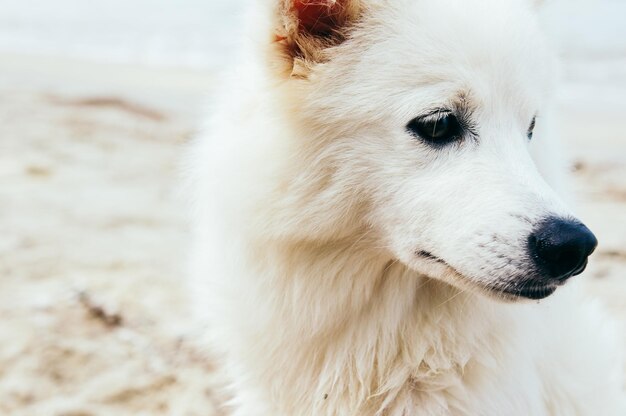 Close-up de um cão peludo branco olhando para fora ao ar livre