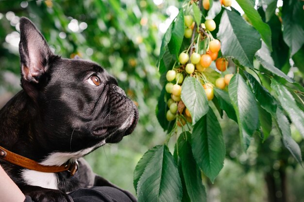 Foto close-up de um cão preto e uma cerejeira