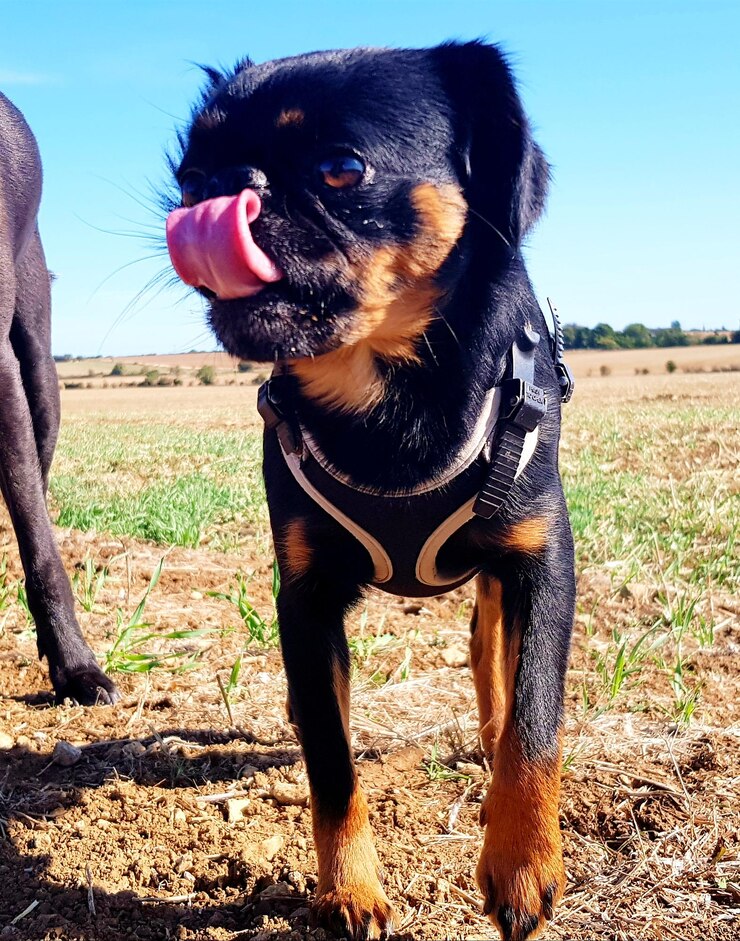Foto close-up de um cão preto no campo