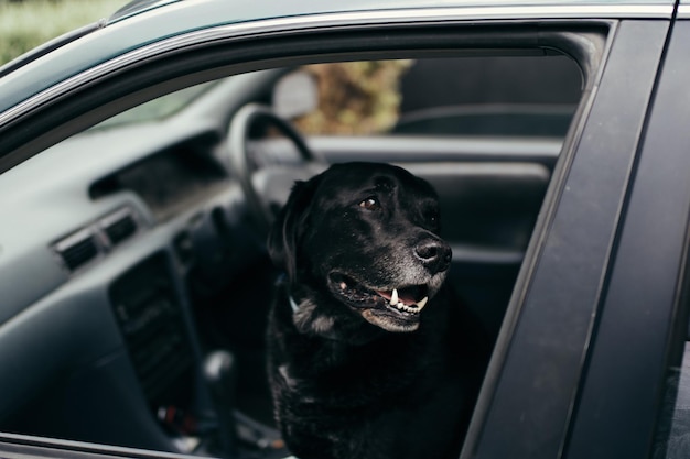 Close-up de um cão preto no carro
