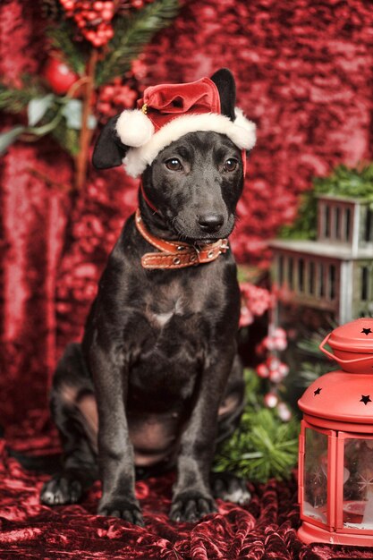 Foto close-up de um cão preto