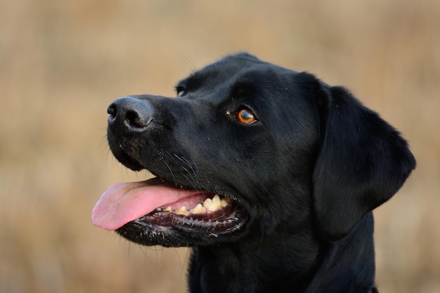 Close-up de um cão preto