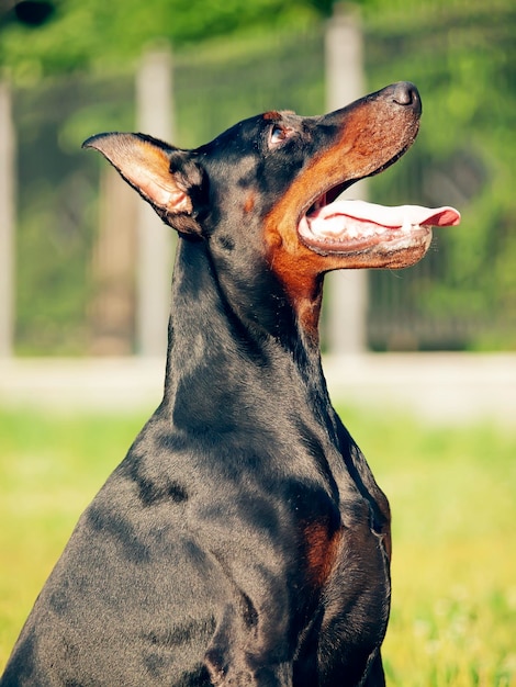 Foto close-up de um cão preto