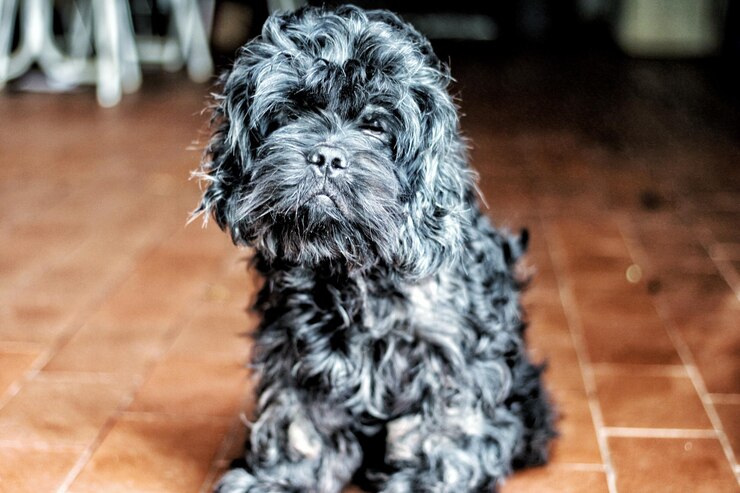 Foto close-up de um cão relaxando no chão