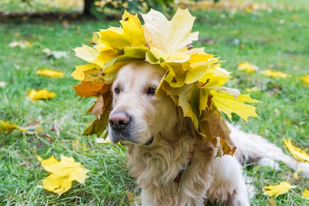 Close-up de um cão retriever com uma coroa de folhas na cabeça.