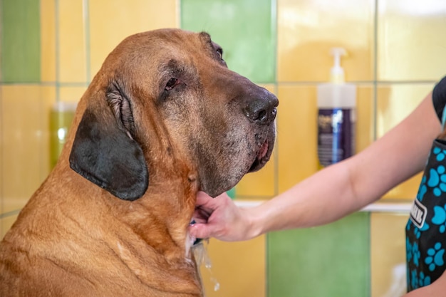 Foto close-up de um cão segurando a mão