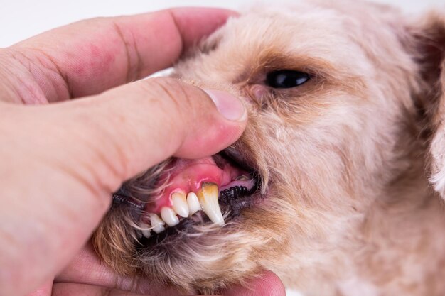 Foto close-up de um cão segurando a mão