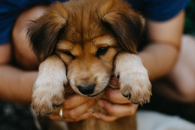 Foto close-up de um cão segurando a mão