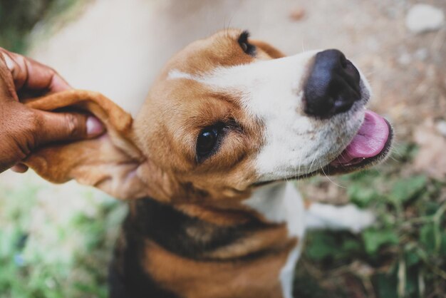 Foto close-up de um cão segurando a mão