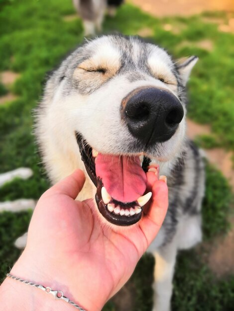 Foto close-up de um cão segurando a mão