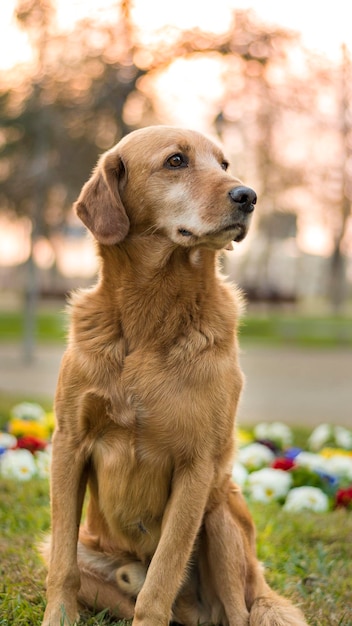 Close-up de um cão sentado ao ar livre
