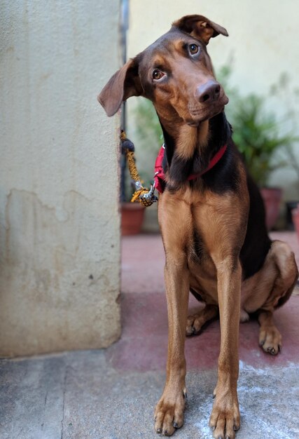 Foto close-up de um cão sentado ao ar livre