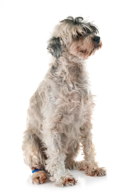 Close-up de um cão sentado contra um fundo branco