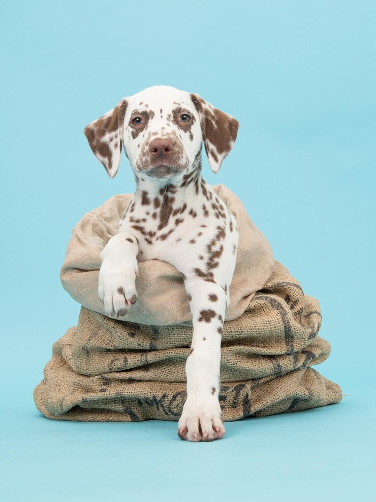 Foto close-up de um cão sentado contra um fundo cinzento