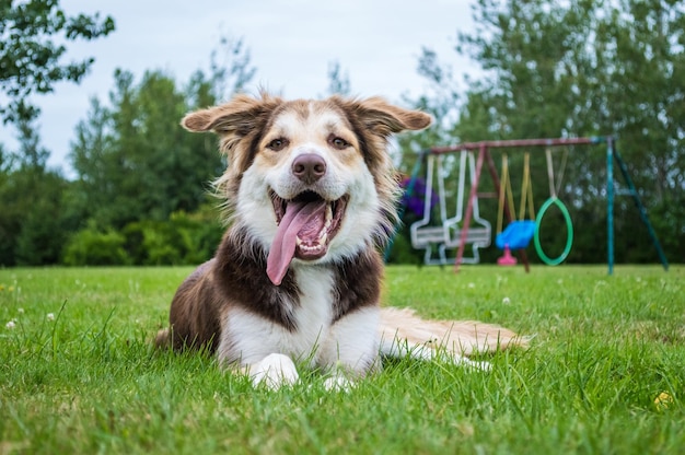 Close-up de um cão sentado em um campo de grama no parque