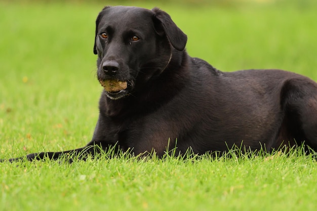 Close-up de um cão sentado em um campo de grama