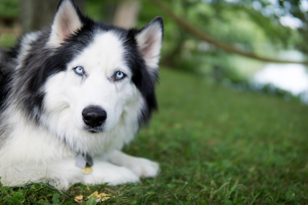 Close-up de um cão sentado em uma área de grama
