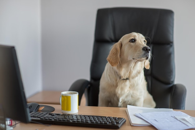 Close-up de um cão sentado em uma cadeira em uma mesa no escritório