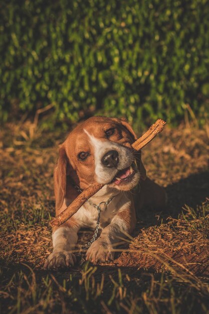 Foto close-up de um cão sentado na grama