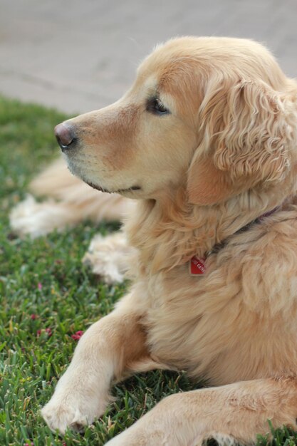 Foto close-up de um cão sentado na grama