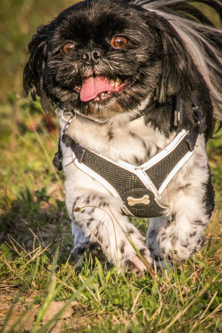 Foto close-up de um cão sentado no campo