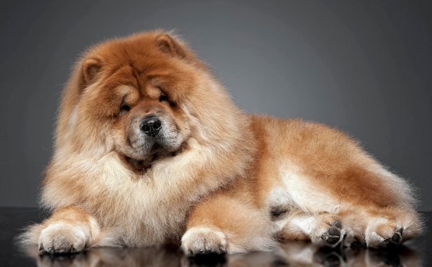 Foto close-up de um cão sentado no campo