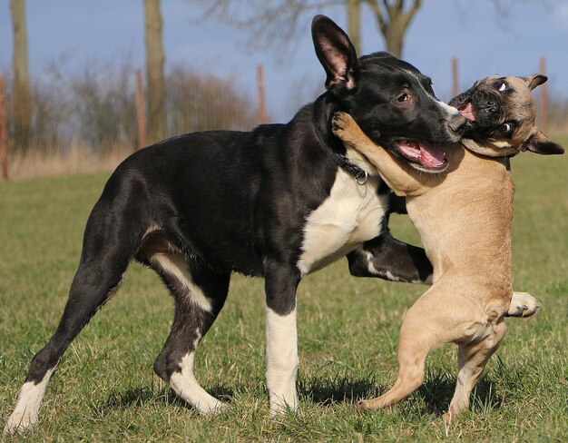 Foto close-up de um cão sentado no campo