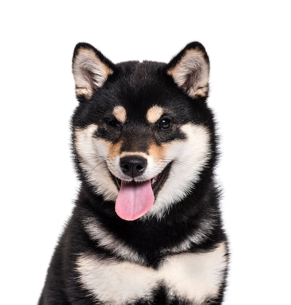 Close-up de um cão sentado Shiba Inu ofegante