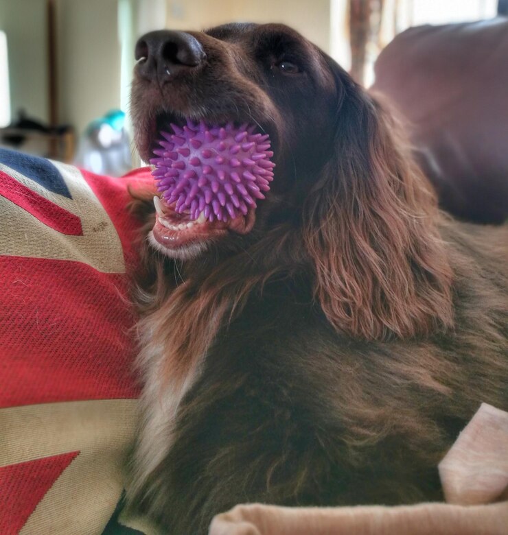 Foto close-up de um cão sentado