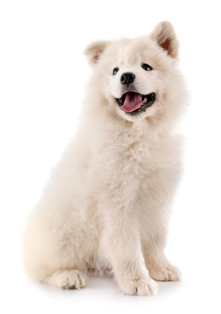 Close-up de um cão sobre fundo branco