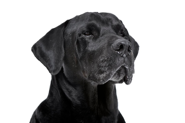 Close-up de um cão sobre fundo branco