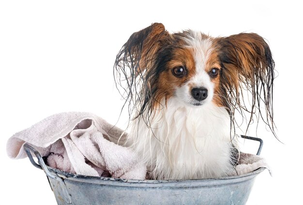 Foto close-up de um cão sobre fundo branco