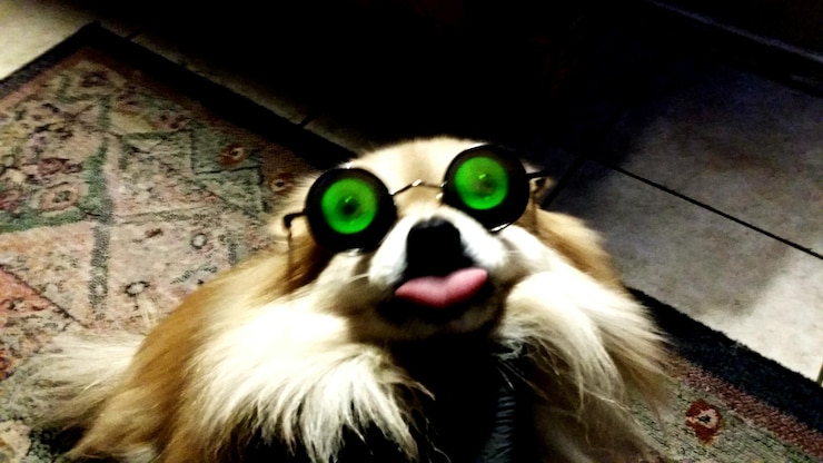 Foto close-up de um cão usando óculos