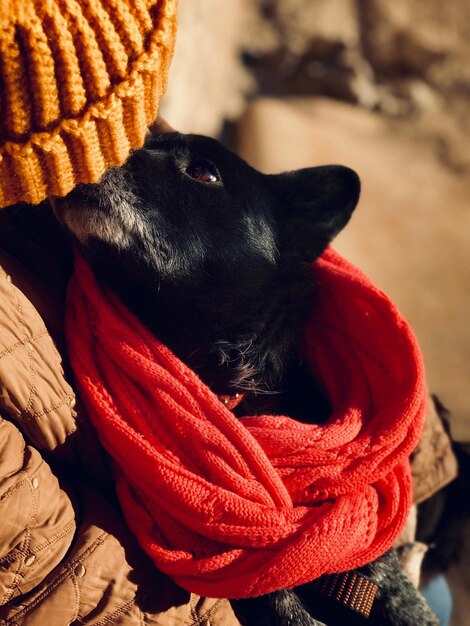 Foto close-up de um cão usando um chapéu