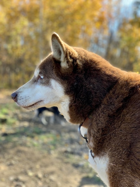 Foto close-up de um cão