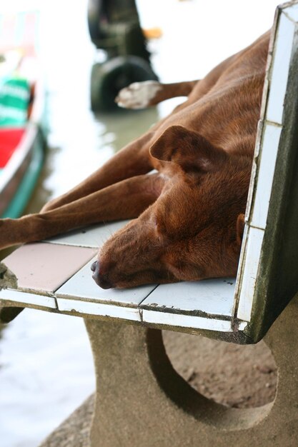 Foto close-up de um cão