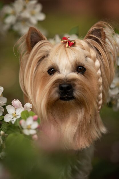 Foto close-up de um cão