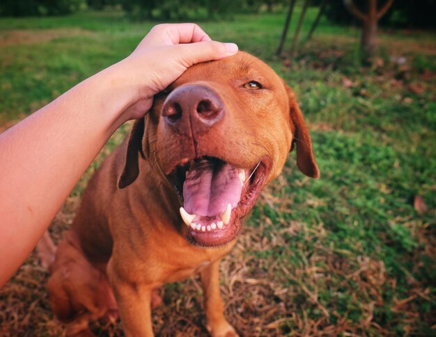 Foto close-up de um cão