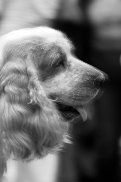 Foto close-up de um cão