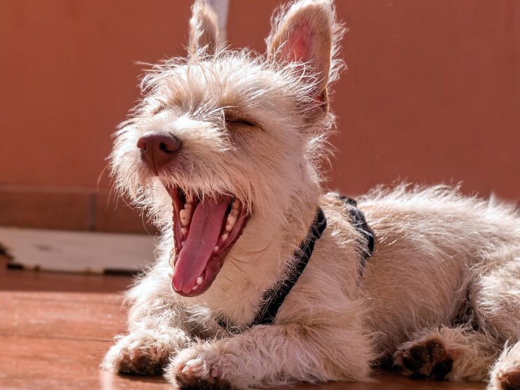 Foto close-up de um cão