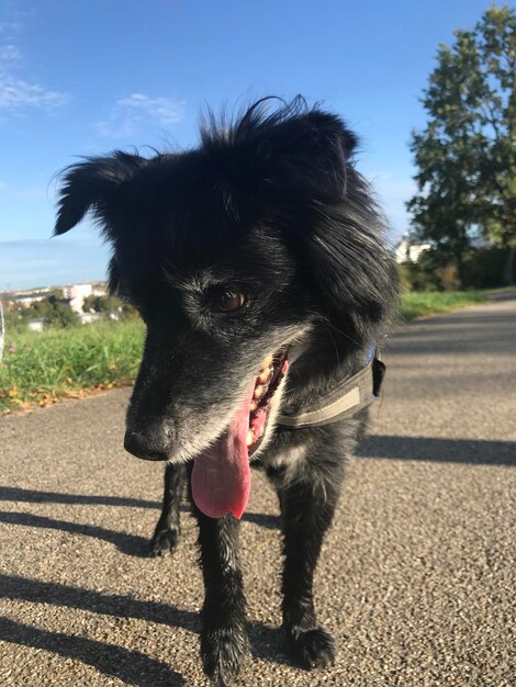 Foto close-up de um cão