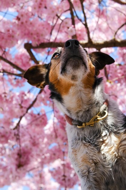 Foto close-up de um cão