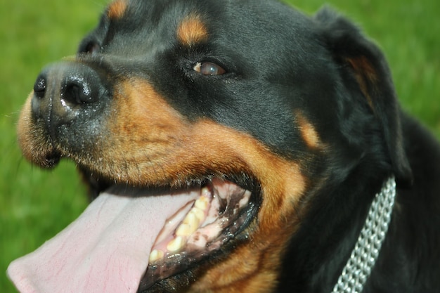 Foto close-up de um cão