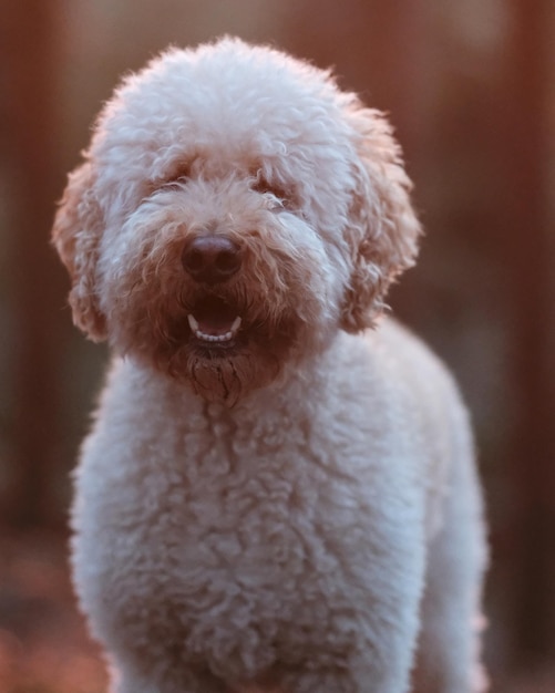 Close-up de um cão