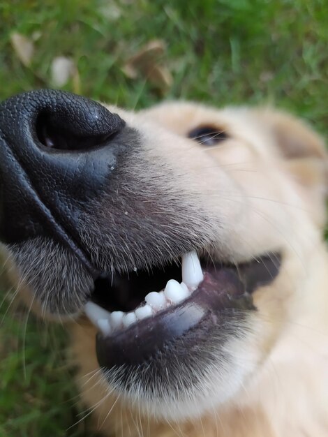 Close-up de um cão